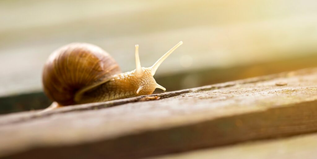 Understanding the Effects of Website Speed on Visitor Engagement